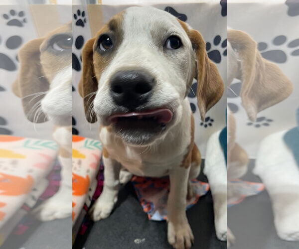 Medium Photo #7 Mutt Puppy For Sale in Tracy City, TN, USA