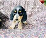 Puppy 10 Bernedoodle-Bluetick Coonhound Mix