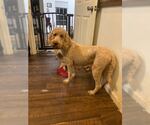 Small #2 Golden Retriever