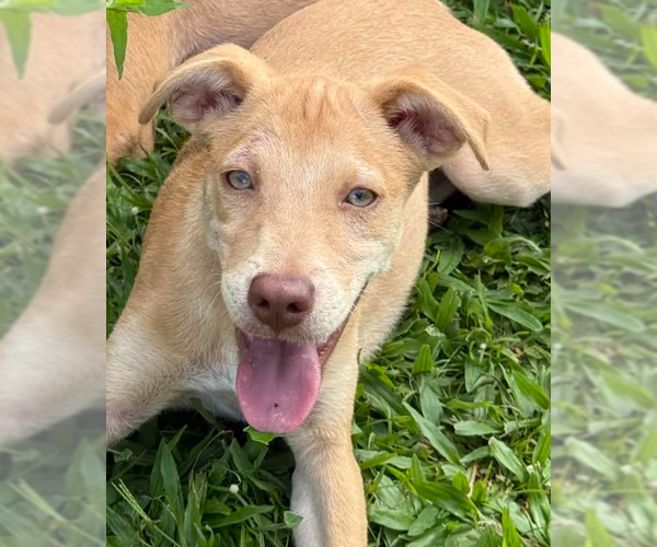 Medium Photo #1 Labrador Retriever-Unknown Mix Puppy For Sale in Sterling, MA, USA