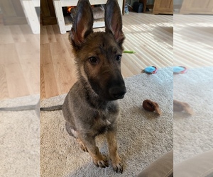 German Shepherd Dog Puppy for sale in DELAWARE, OH, USA