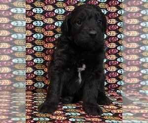 Aussiedoodle-Unknown Mix Puppy for sale in NUNN, CO, USA