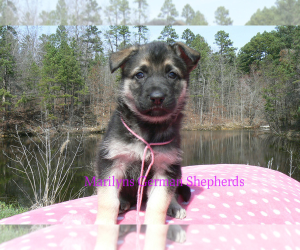Medium Photo #2 German Shepherd Dog Puppy For Sale in PIEDMONT, MO, USA