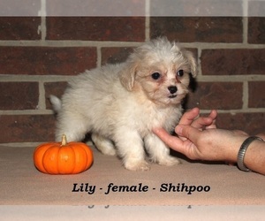 ShihPoo Puppy for sale in CLARKRANGE, TN, USA