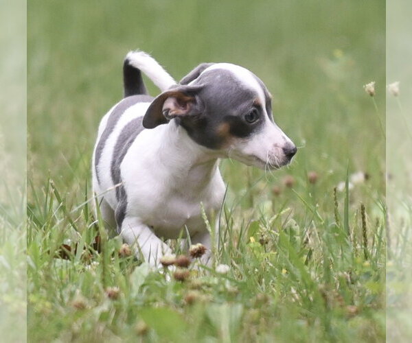 Medium Photo #7 Chihuahua Puppy For Sale in Mechanicsburg, PA, USA