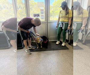 Chiweenie Dogs for adoption in Sanford, FL, USA