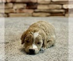 Small Photo #21 Goldendoodle (Miniature) Puppy For Sale in HALTOM CITY, TX, USA