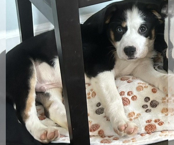 Medium Photo #2 Labsky Puppy For Sale in Mechanicsburg, PA, USA