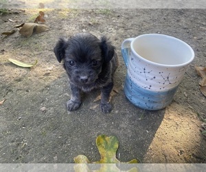 Chihuahua-Chiweenie Mix Puppy for sale in LOWELL, NC, USA