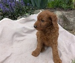 Small Photo #61 Irish Doodle Puppy For Sale in GOSHEN, IN, USA