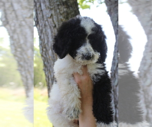 Poodle (Standard) Puppy for sale in SUMMERSVILLE, MO, USA
