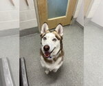 Small Alusky