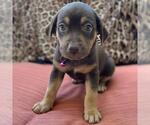 Small #5 Mutt