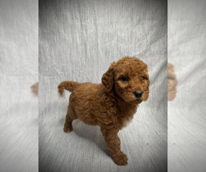 Goldendoodle Puppy for sale in VICTORVILLE, CA, USA