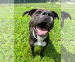 Small #14 Boxer Mix