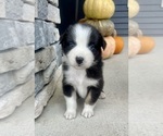 Small #6 Australian Shepherd