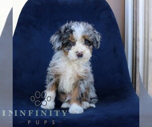 Bernedoodle (Miniature) Puppy for sale in NARVON, PA, USA
