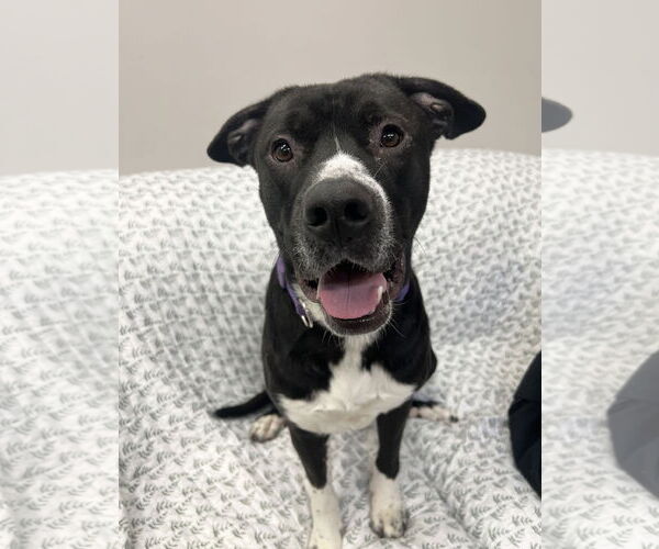 Medium Photo #1 Border Collie-Unknown Mix Puppy For Sale in Rockaway, NJ, USA