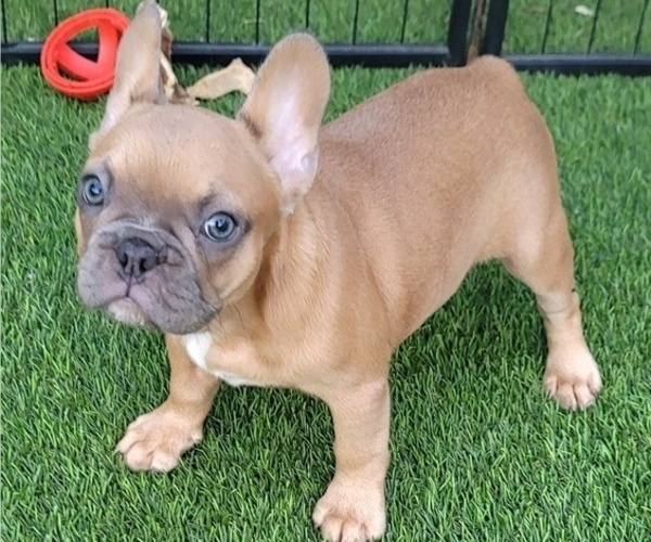 Medium Photo #3 French Bulldog Puppy For Sale in LAS VEGAS, NV, USA
