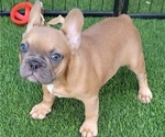 Small #2 French Bulldog