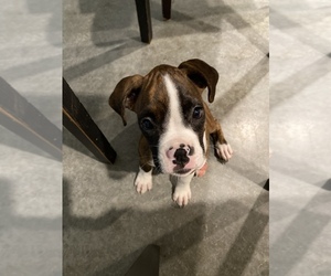 Boxer Puppy for sale in GRAHAM, NC, USA