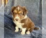 Puppy Artio Australian Shepherd