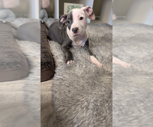 American Bully Puppy for sale in GROVETOWN, GA, USA
