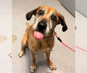 Mutt Dogs for adoption in Waterford, VA, USA