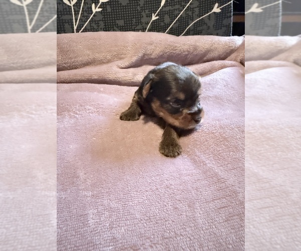 Medium Photo #8 Yorkshire Terrier Puppy For Sale in PETERSBURG, IN, USA