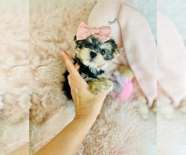 Medium Photo #7 Yorkshire Terrier Puppy For Sale in JACKSONVILLE, FL, USA