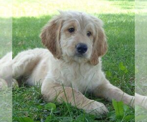 Goldendoodle-Poodle (Standard) Mix Puppy for sale in THORP, WI, USA