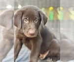 Puppy Red Shepradors