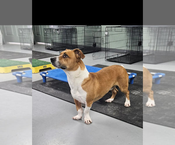 Medium Photo #8 Basset Hound-Unknown Mix Puppy For Sale in Westminster, MD, USA