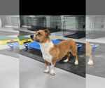 Small #7 Basset Hound Mix