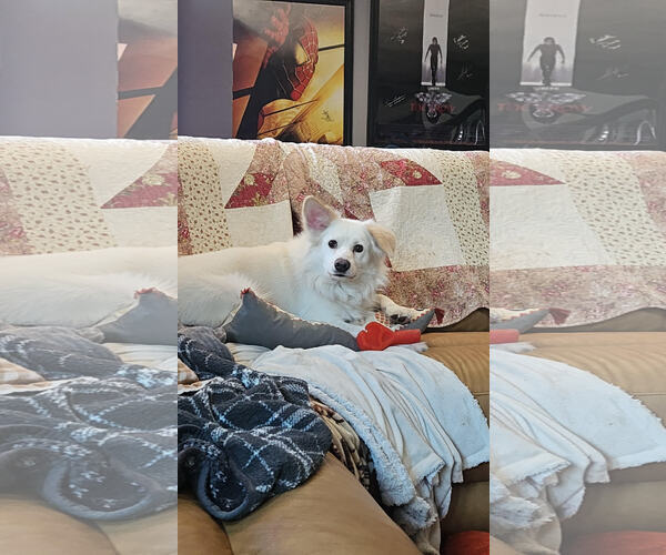 Medium Photo #6 American Eskimo Dog Puppy For Sale in Pikesville, MD, USA