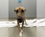 Small Catahoula Leopard Dog Mix