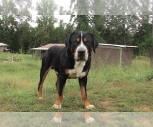 Father of the Greater Swiss Mountain Dog puppies born on 05/22/2019