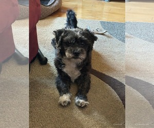 Miniature Schnauzer-Unknown Mix Dogs for adoption in Westwood, NJ, USA