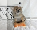 Small #2 Pomeranian