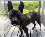 Small #1 American Staffordshire Terrier Mix