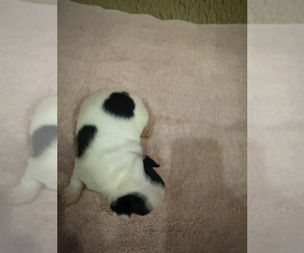 Medium Photo #3 Boston Terrier Puppy For Sale in FREDONIA, KS, USA
