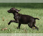 Small Photo #8 Chocolate Labrador retriever-Pointer Mix Puppy For Sale in Mechanicsburg, PA, USA