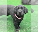 Small #1 Labrador Retriever