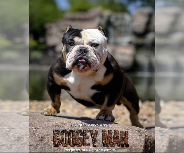 Medium Photo #5 American Bully Puppy For Sale in HOUSTON, TX, USA
