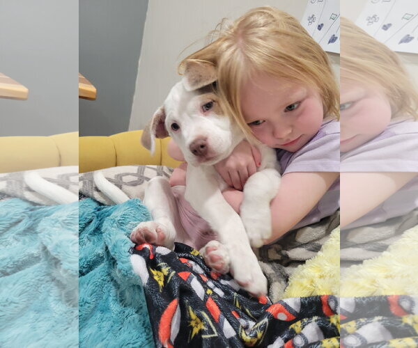 Medium Photo #4 Mutt Puppy For Sale in Sandy, UT, USA