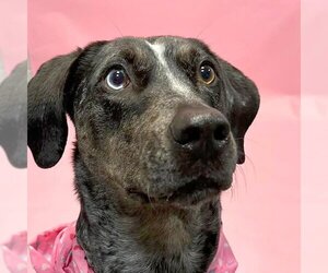 Catahoula Leopard Dog-Unknown Mix Dogs for adoption in South Bend, IN, USA