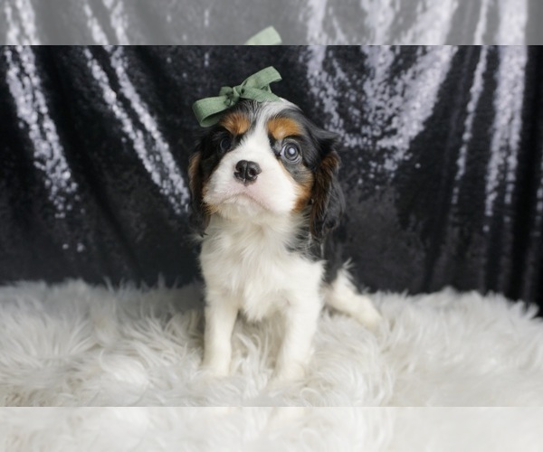 Medium Photo #83 Cavalier King Charles Spaniel Puppy For Sale in WARSAW, IN, USA