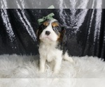 Small #4 Cavalier King Charles Spaniel