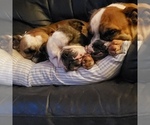 Small Photo #23 Bulldog Puppy For Sale in GIBSONIA, PA, USA