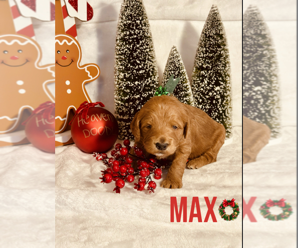 Medium Photo #3 Goldendoodle (Miniature) Puppy For Sale in ALLENTOWN, PA, USA